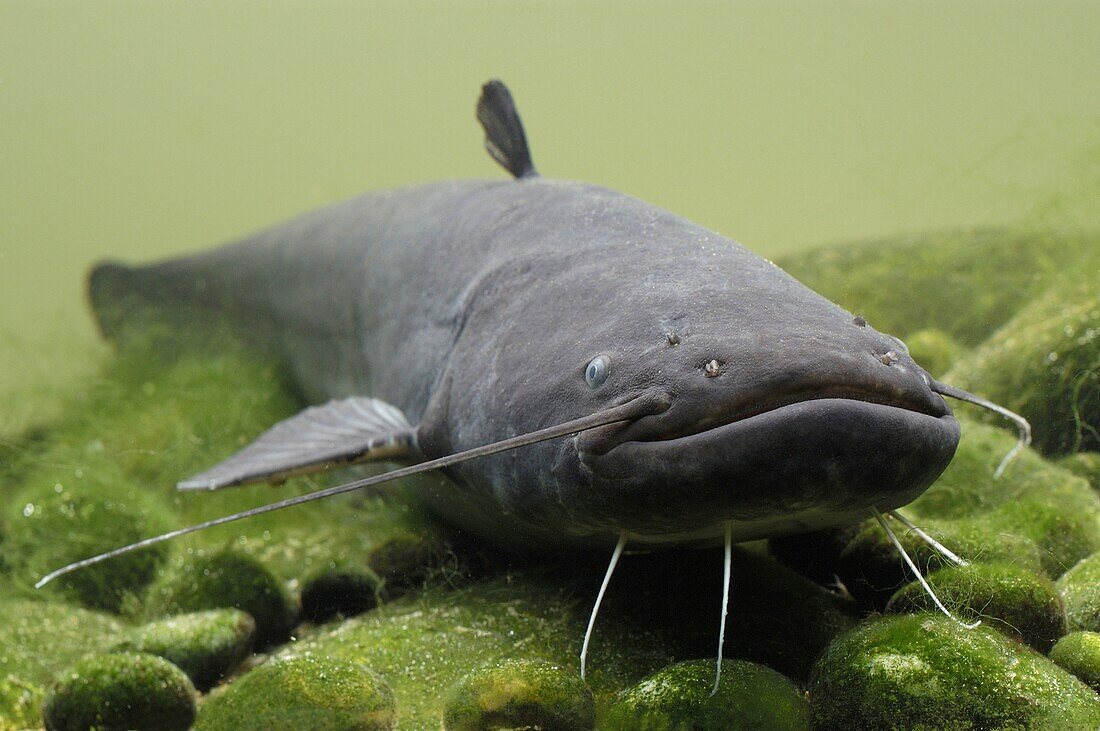 Wels (Silurus glanis) catfish, Wieringermeer, Netherlands