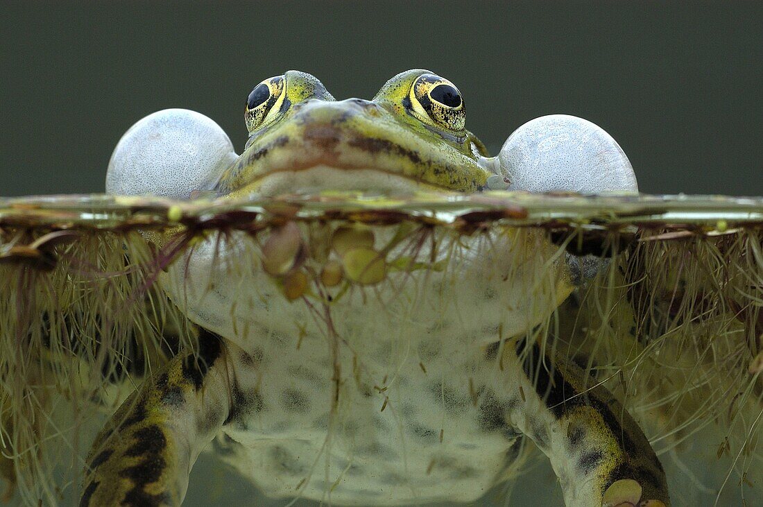 Edible Frog (Rana esculenta) croaking, Wieringermeer, Netherlands