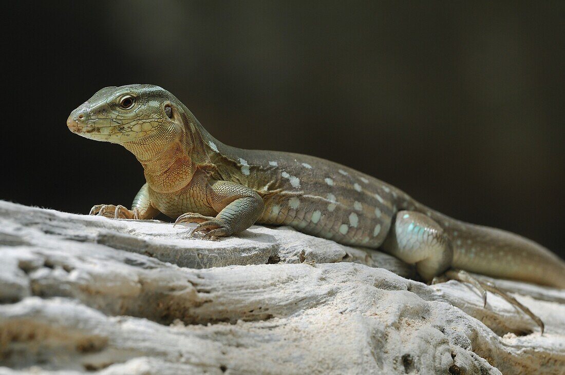 Laurent's Whiptail (Cnemidophorus murinus) lizard, Curacao, Dutch Antilles