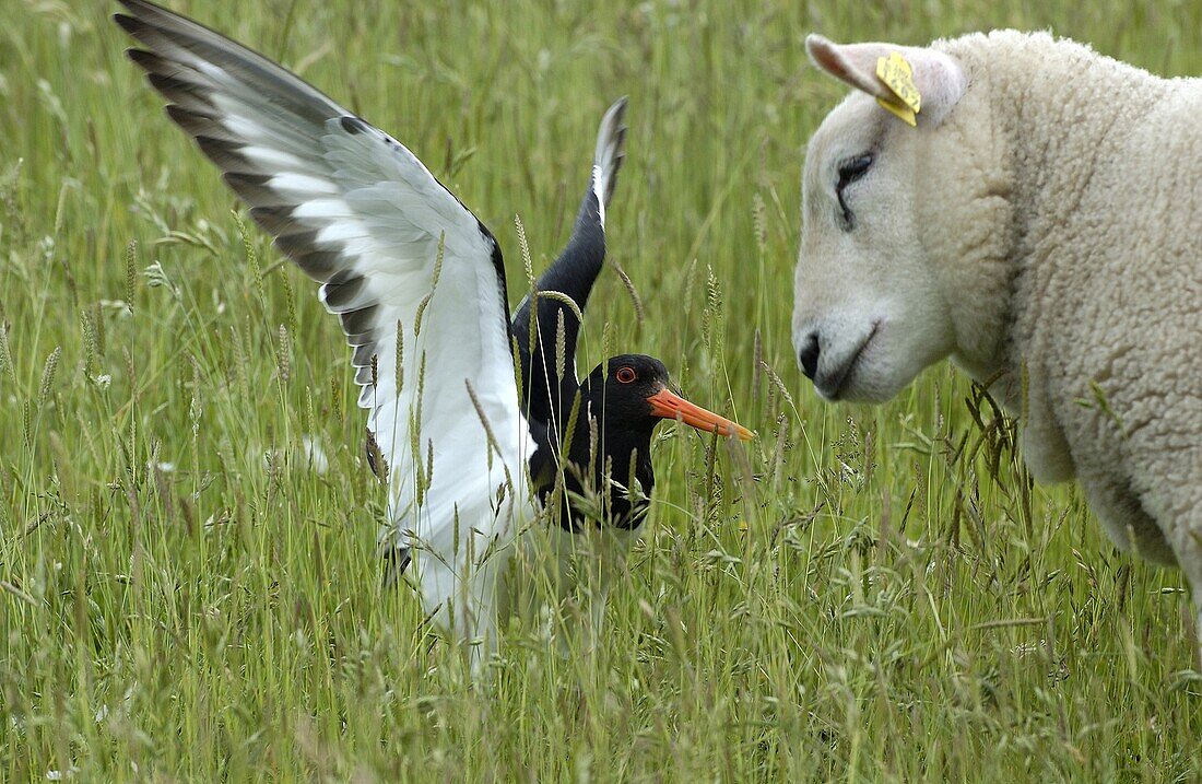 Eurasian Oystercatcher (Haematopus ostralegus) defending nest against a Domestic Sheep (Ovis aries), Texel, Netherlands