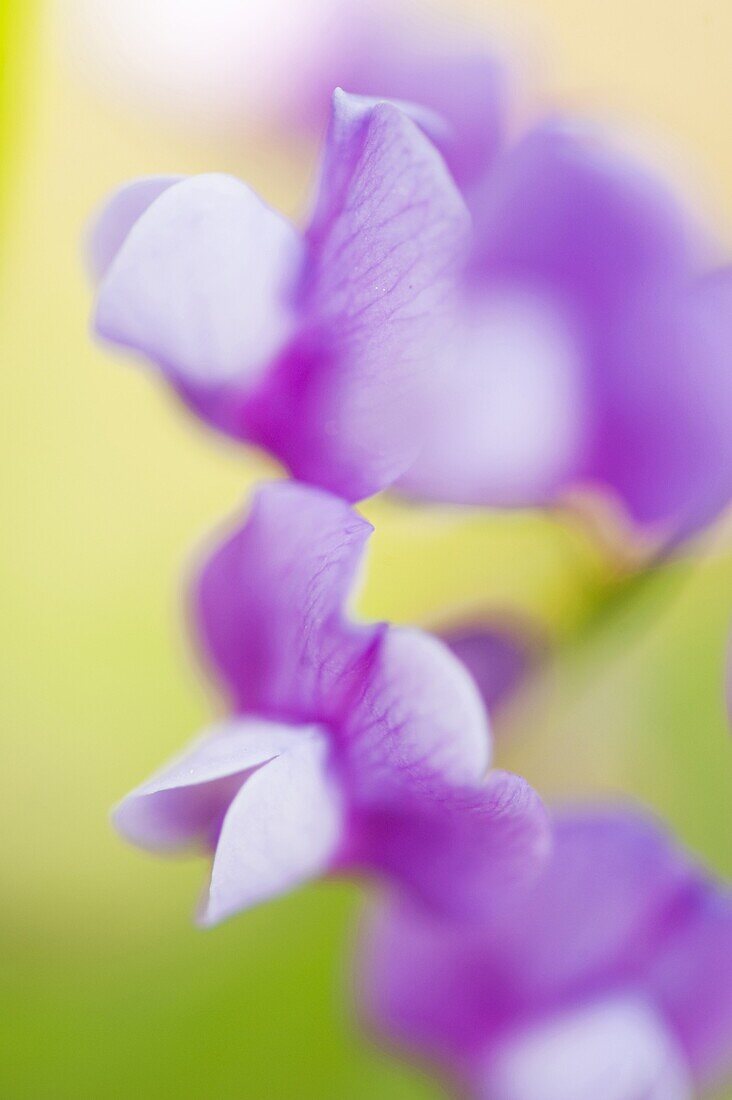 Bitter Vetch (Lathyrus linifolius), Netherlands