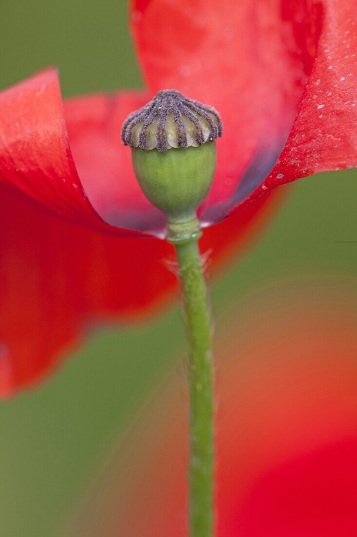 Red Poppy (Papaver rhoeas), Beuningen, Netherlands