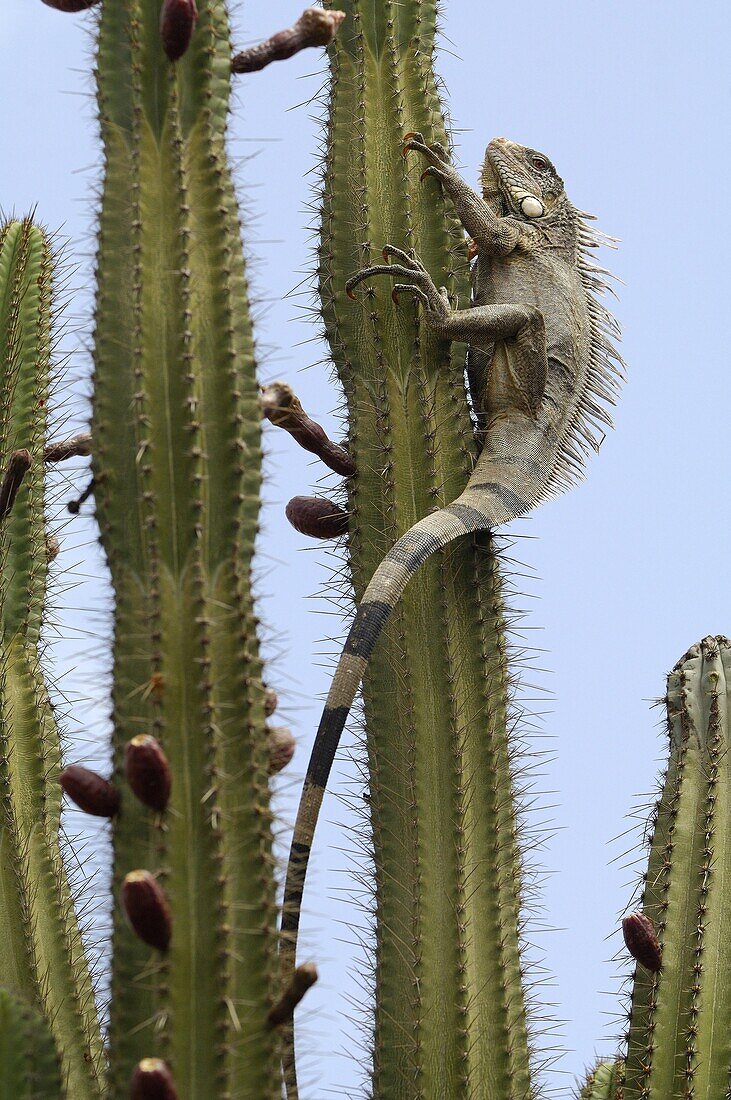 Green Iguana (Iguana iguana) climbing in a cactus, Curacao, Dutch Antilles