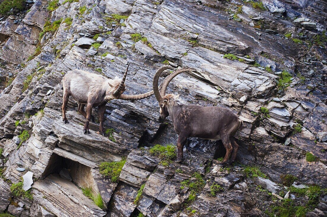 Alpine Ibex (Capra ibex) males fighting, Heiligenblut, Austria