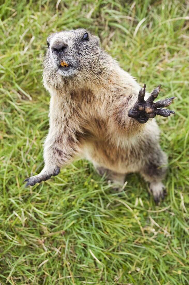 Alpine Marmot (Marmota marmota) reaching towards towards camera, Hohe Tauern National Park, Austria