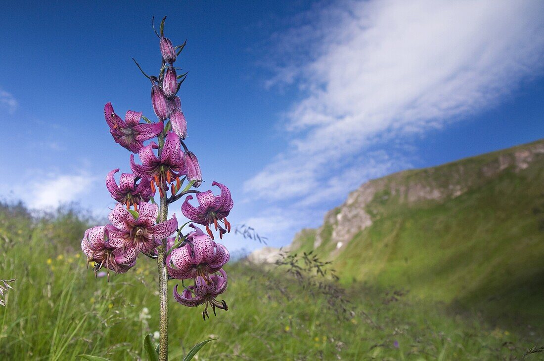 Martagon Lily (Lilium martagon) in alpine meadow, Hohe Tauern National Park, Austria