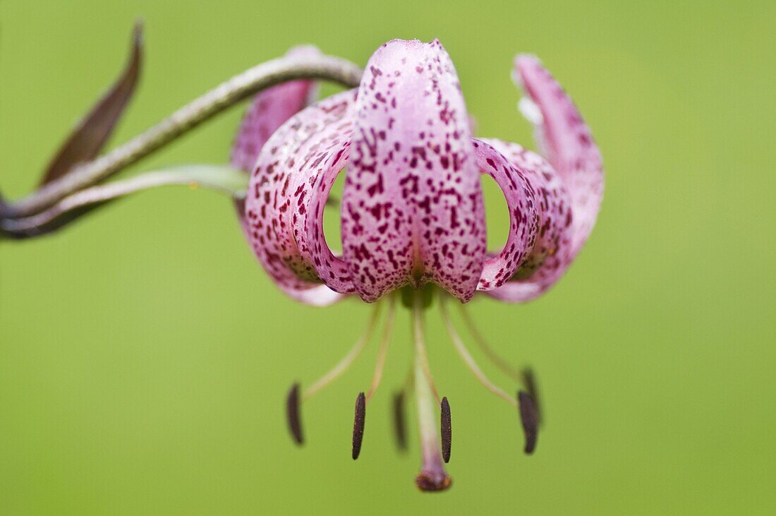 Martagon Lily (Lilium martagon), Hohe Tauern National Park, Austria