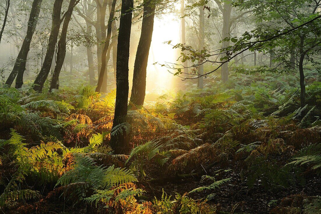 Morning light in forest, Rheden, Netherlands