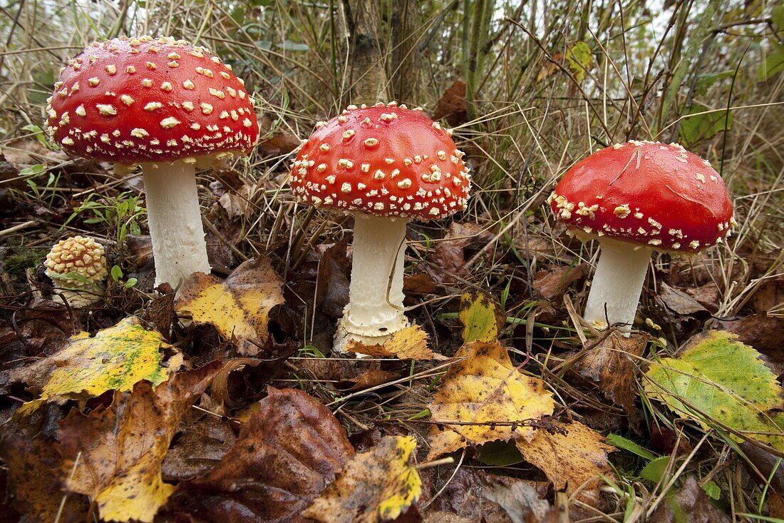 Fly Agaric (Amanita muscaria) mushrooms in autumn forest, Veluwe, Netherlands