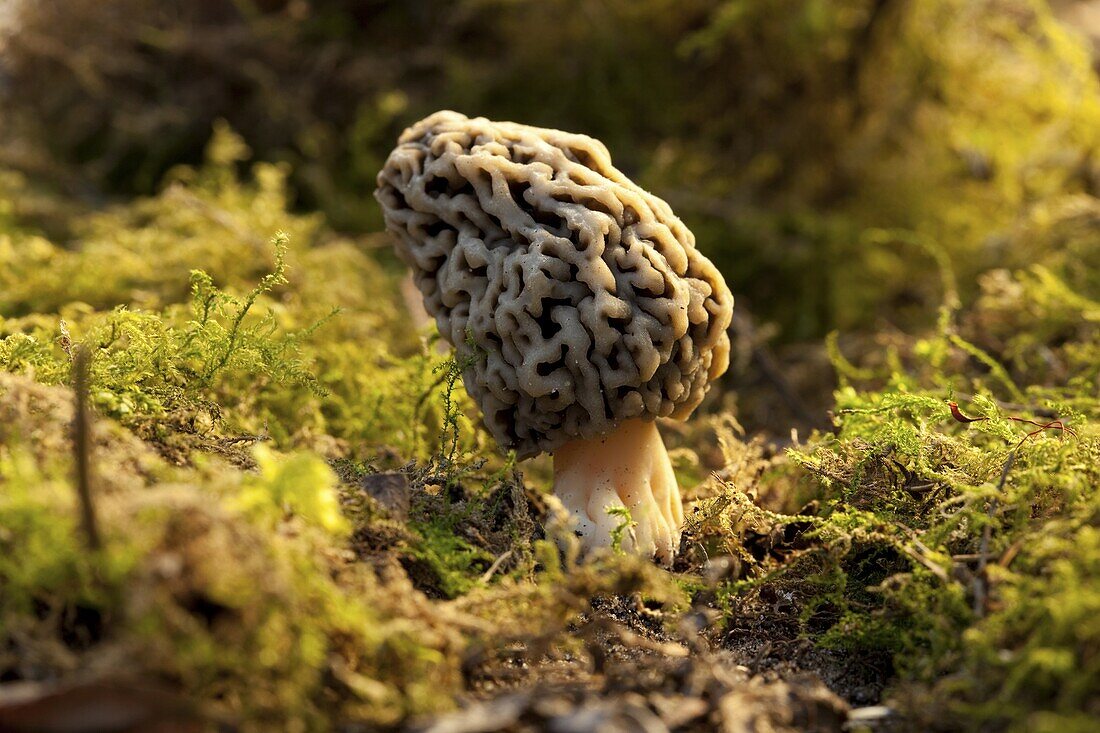 Yellow Morel (Morchella esculenta) mushroom, Voornes Duin, Netherlands