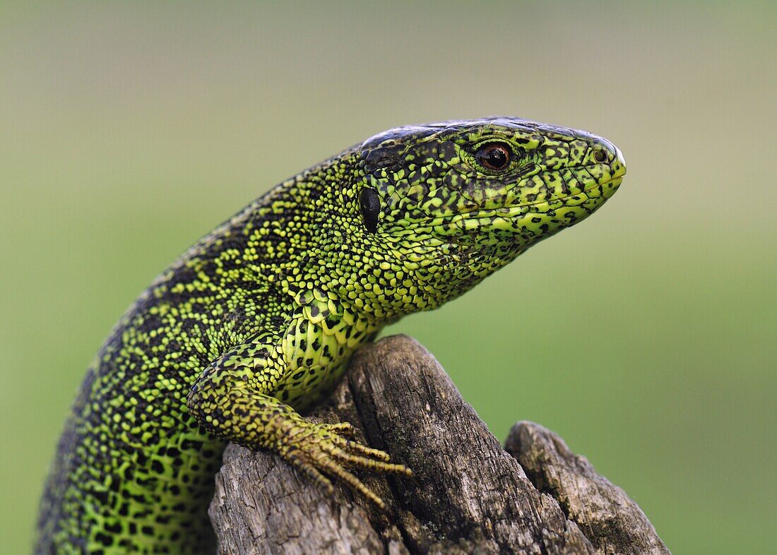 Sand Lizard (Lacerta agilis), Ukraine