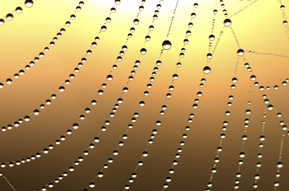 Dew drops on a spiderweb at sunrise, Middelburg, Netherlands