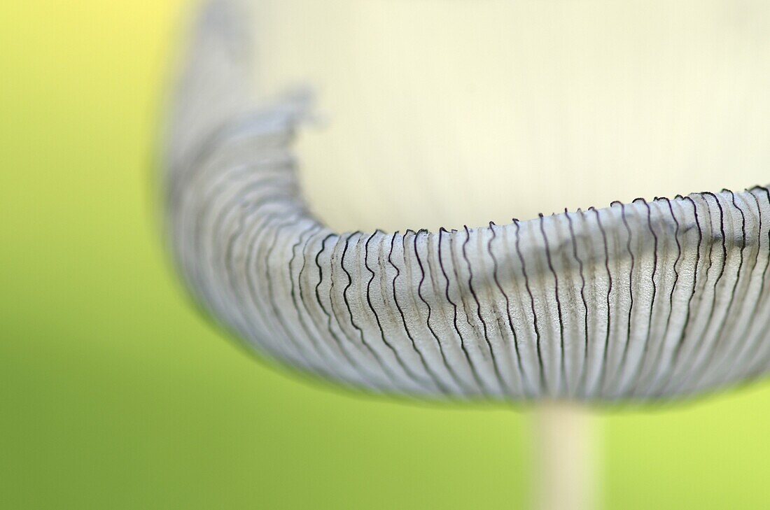 Hare's Foot (Coprinus lagopus) mushroom detail, Middelburg, Netherlands