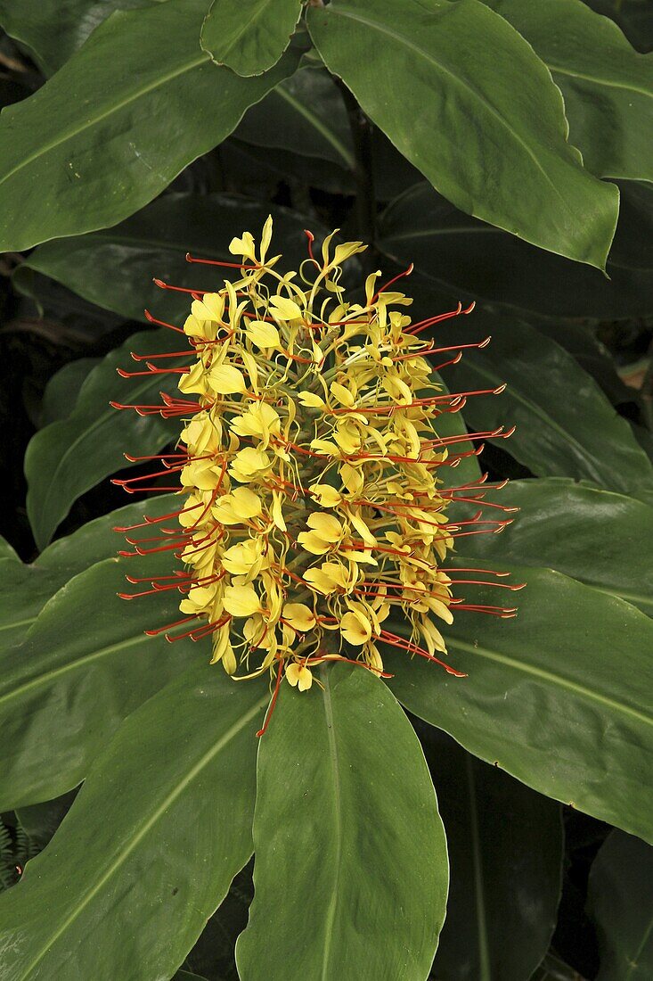 Kahili Ginger (Hedychium gardnerianum ) flowering, Portugal