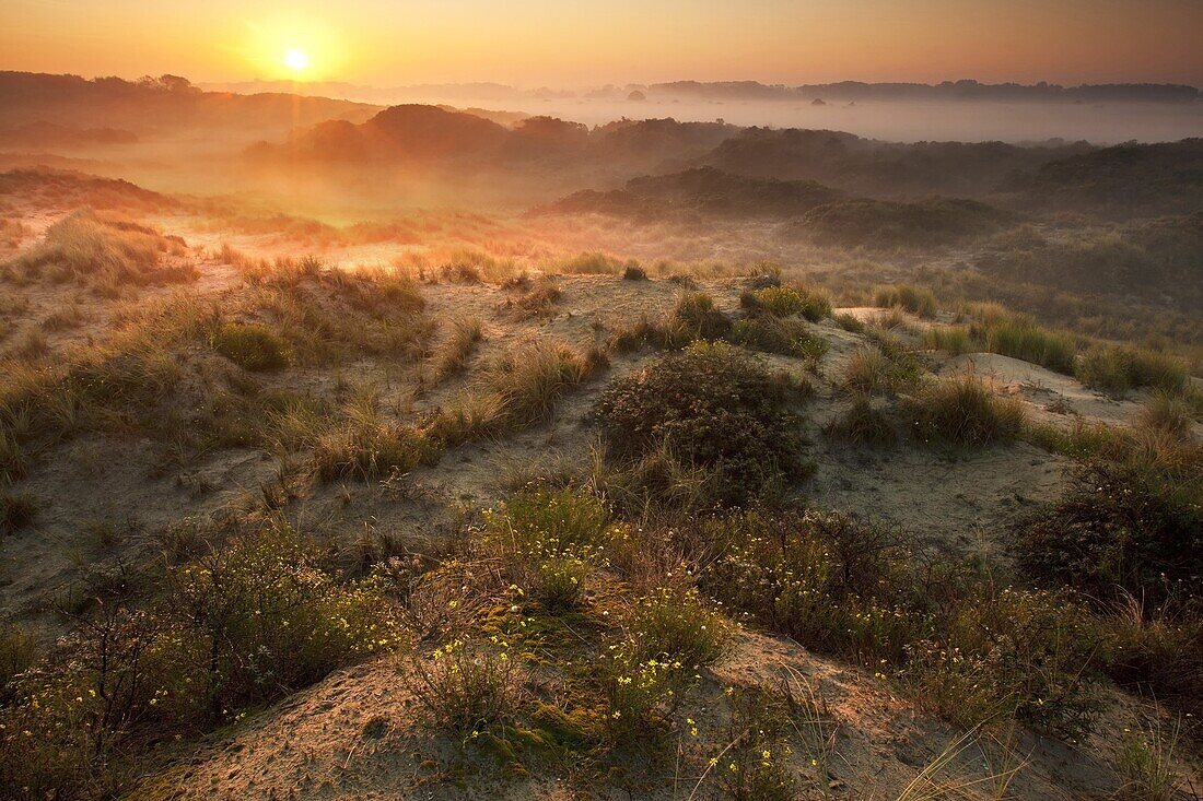 Sunset over dunes, Westhoek Nature Reserve, De Panne, Belgium