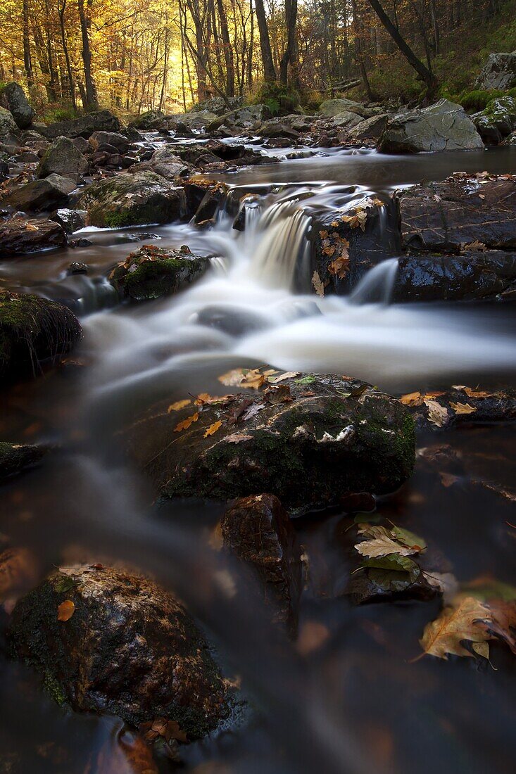 Stream flowing through autumn forest, La Hoegne, Solwastre, Belgium