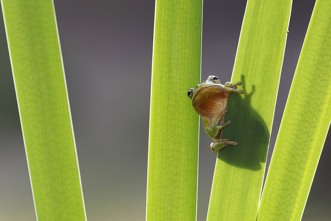 European Tree Frog (Hyla arborea), Belgium