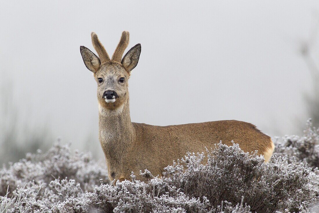 Western Roe Deer (Capreolus capreolus) buck in velvet in frosty heathland, Netherlands