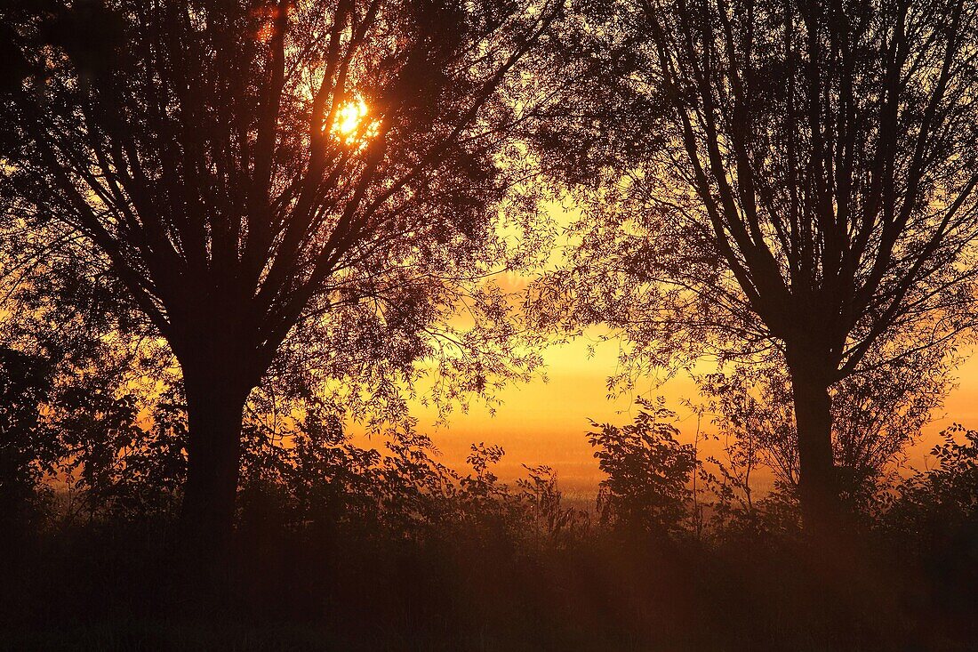 Willow (Salix sp) trees at sunset, Voorst, Netherlands