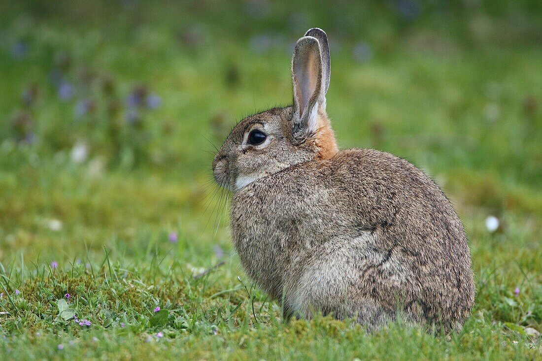 European Rabbit (Oryctolagus cuniculus), Haaksbergen, Netherlands