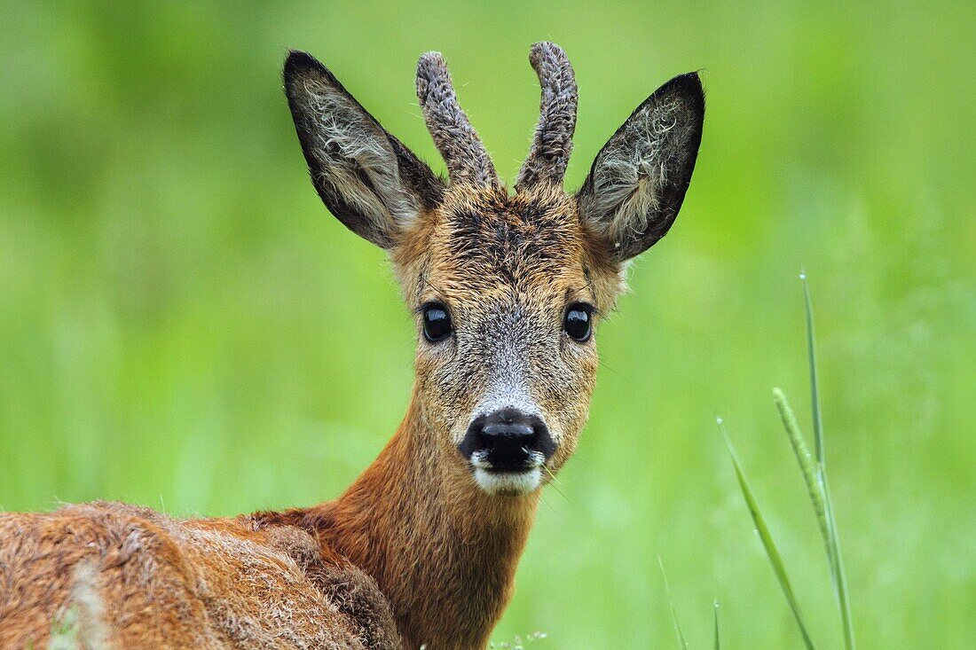 Western Roe Deer (Capreolus capreolus) buck, Haaksbergen, Netherlands