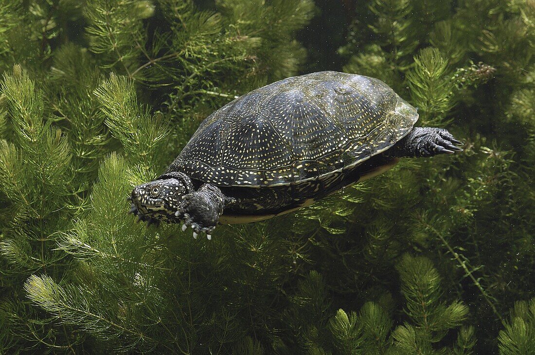 European Pond Turtle (Emys orbicularis) … – Bild kaufen – 71008923 ...