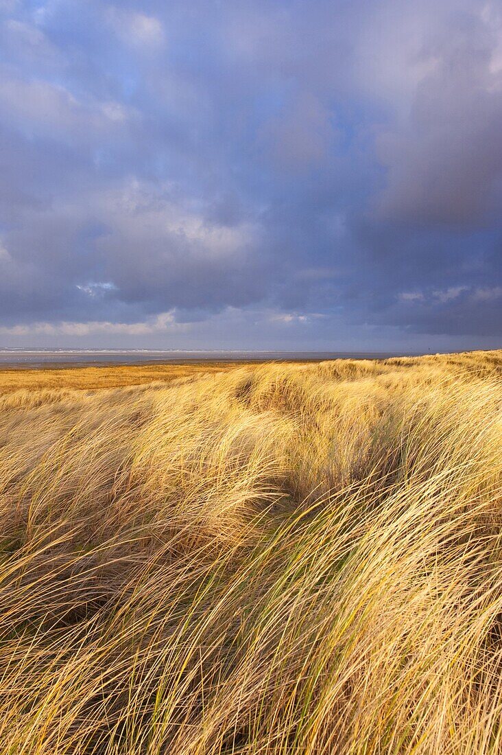 Grassy sand dune habitat, Ameland, Netherlands