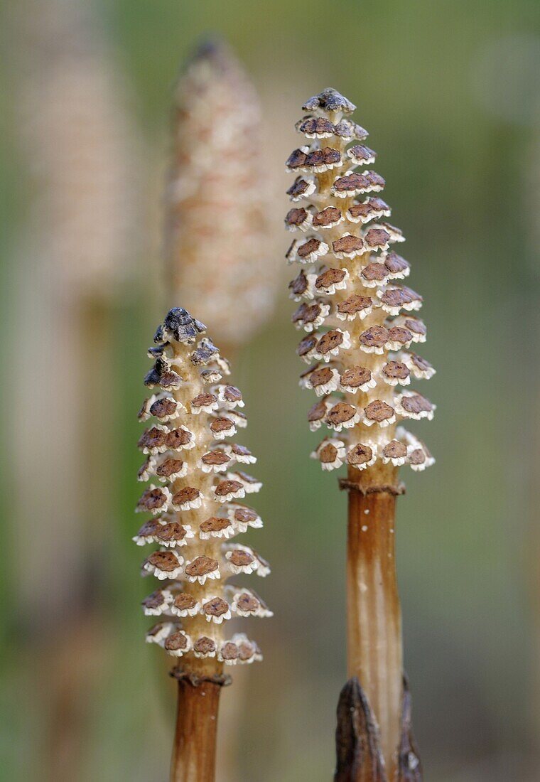 Field Horsetail (Equisetum arvense) shoots, Bommelerwaard, Netherlands