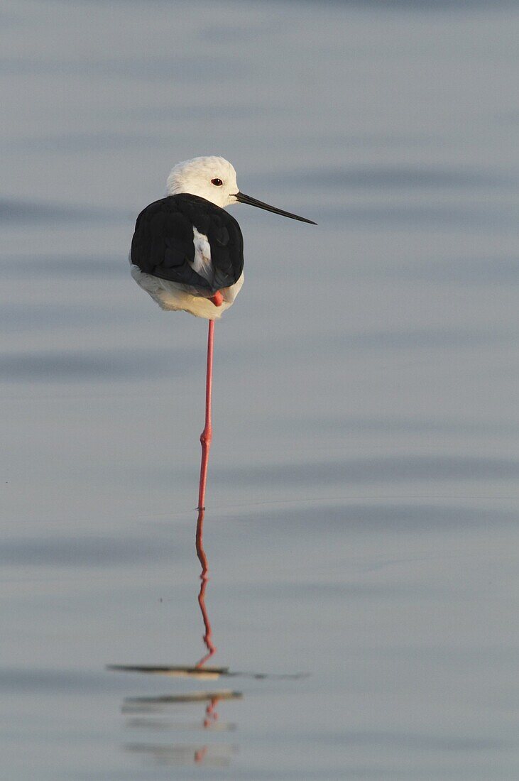 Black-winged Stilt (Himantopus himantopus) standing in shallow water, Camargue, France