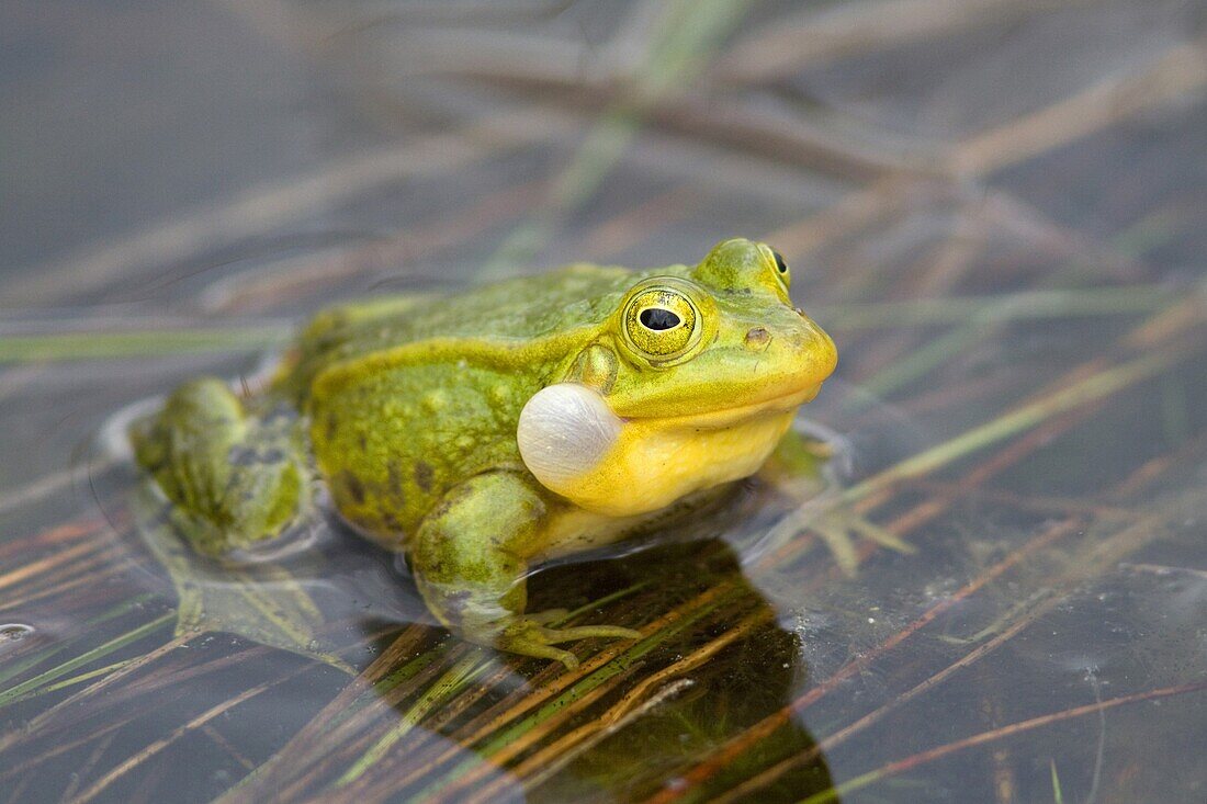 Pool Frog (Rana lessonae) croaking, Netherlands