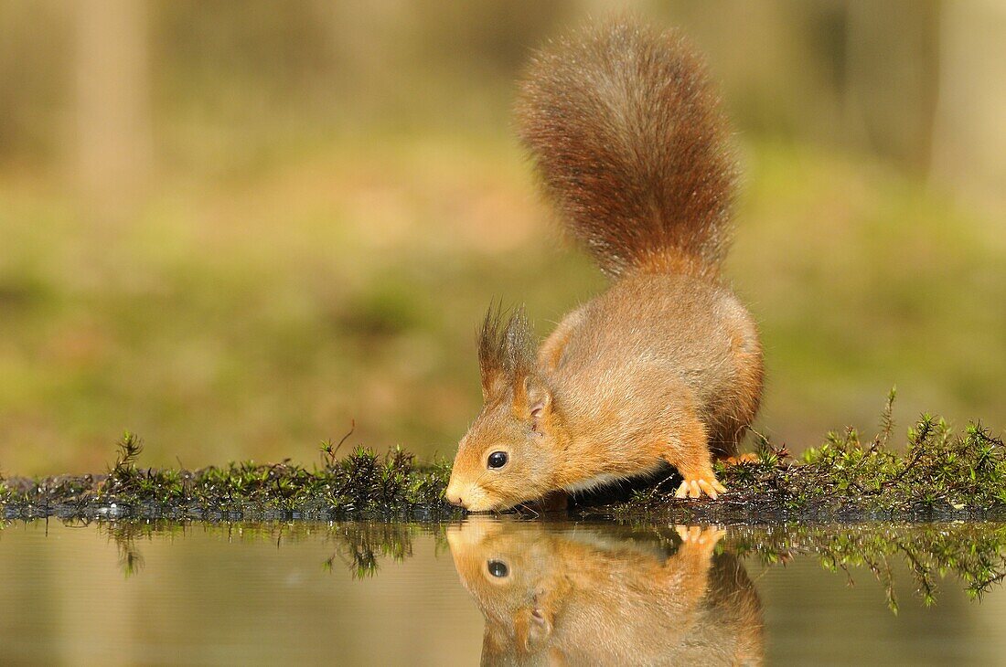 Eurasian Red Squirrel (Sciurus vulgaris) drinking, Veluwe, Netherlands