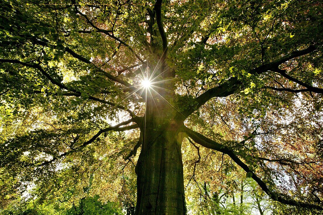 Beech (Fagus sp) ancient trees surrounding Estate Marienwaerdt house, Beesd, Netherlands