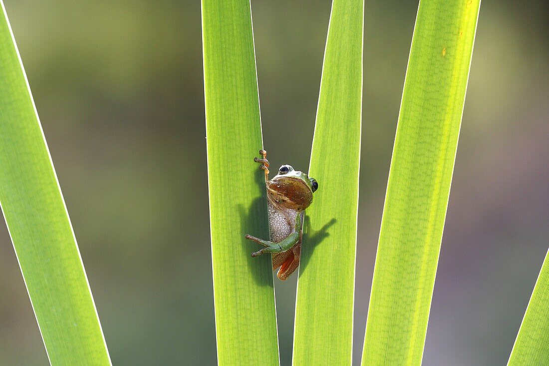 European Tree Frog (Hyla arborea) on leaves, France