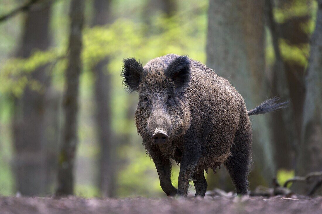 Wild Boar (Sus scrofa) female walking through forest, Europe