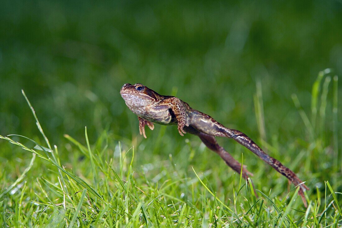 Common Frog (Rana temporaria) jumping in grass, Arnhem, Netherlands