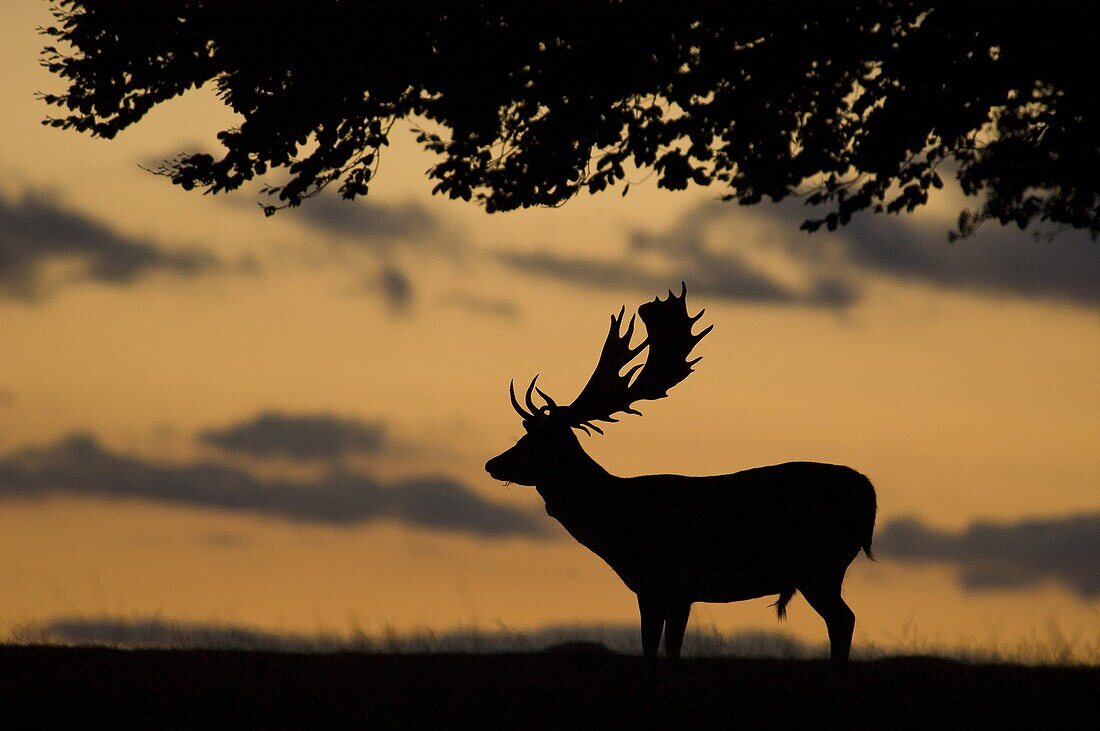 Fallow Deer (Dama dama) stag at sunset, Copenhagen, Denmark