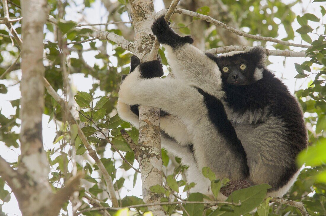 Indri (Indri indri) resting in a tree, Andasibe, Madagascar