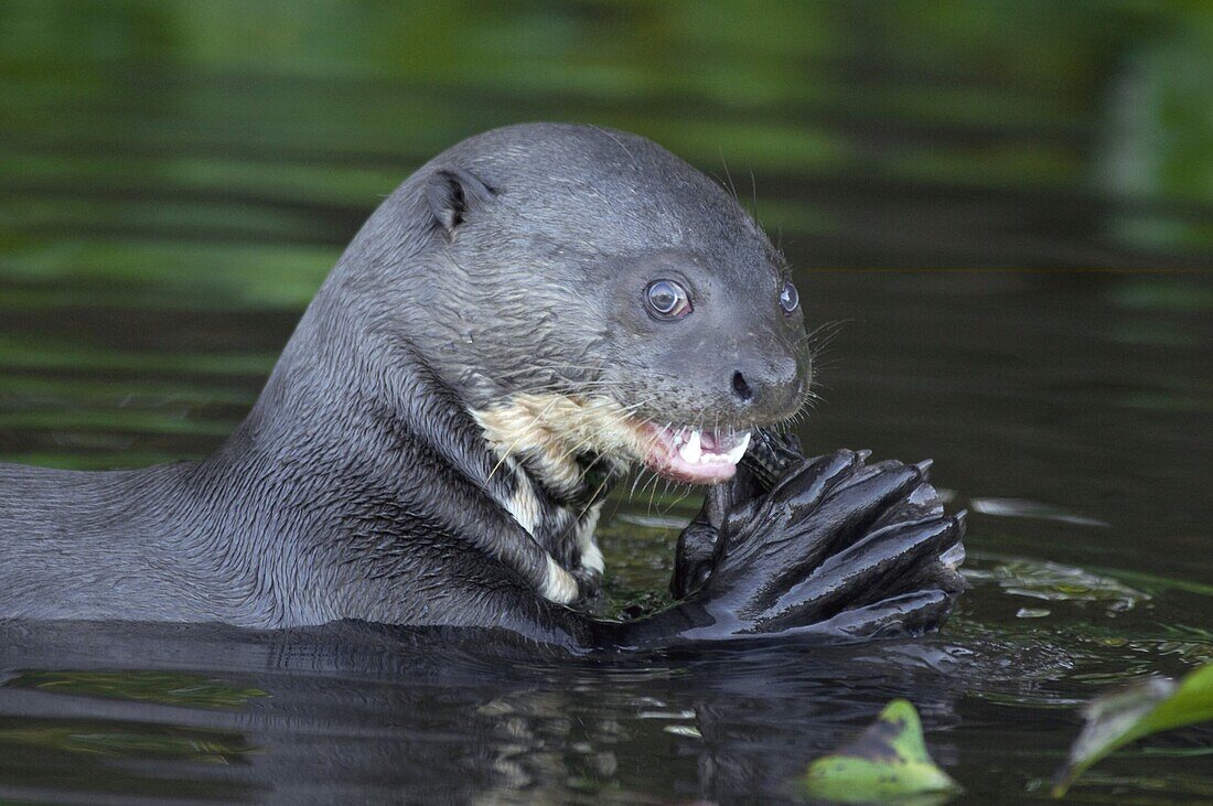 Giant River Otter (Pteronura brasiliensis) eating a fish, Porto Jofre, Brazil