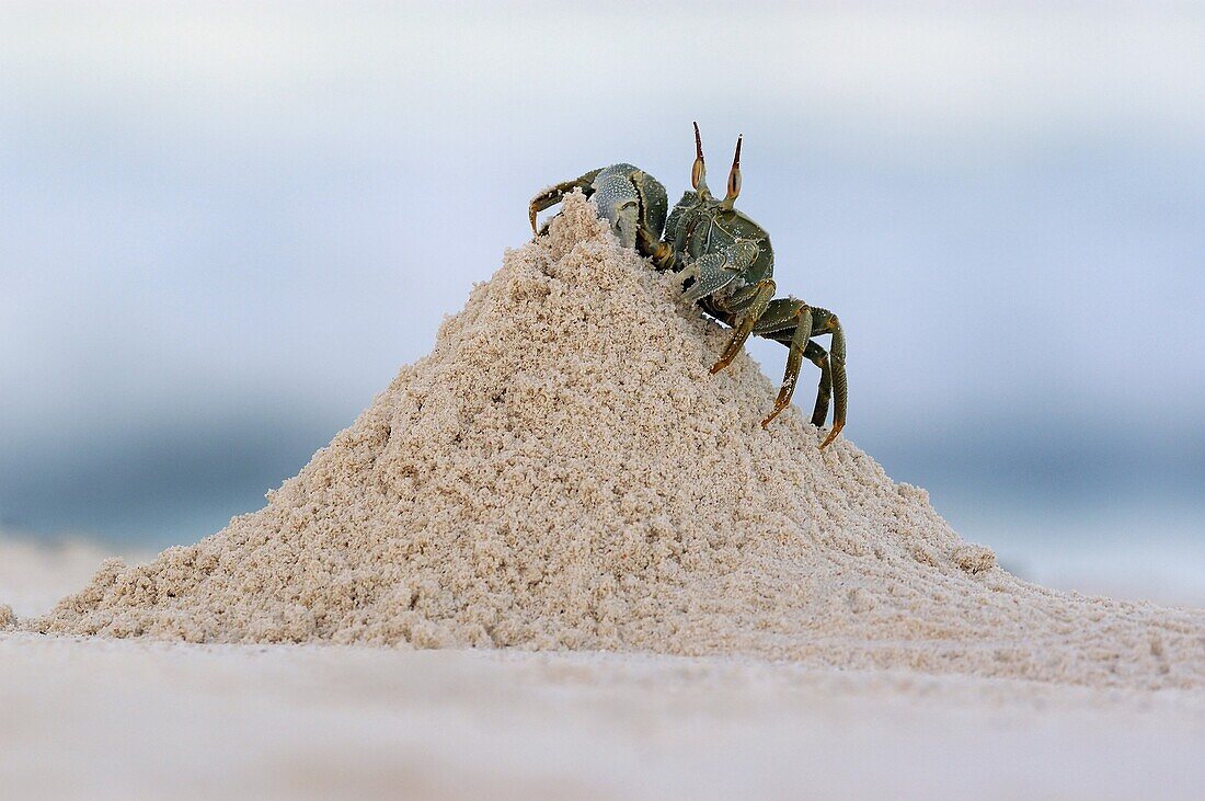 Ghost Crab (Ocypode ceratophthalma) digging a hole in sandy beach, Seychelles