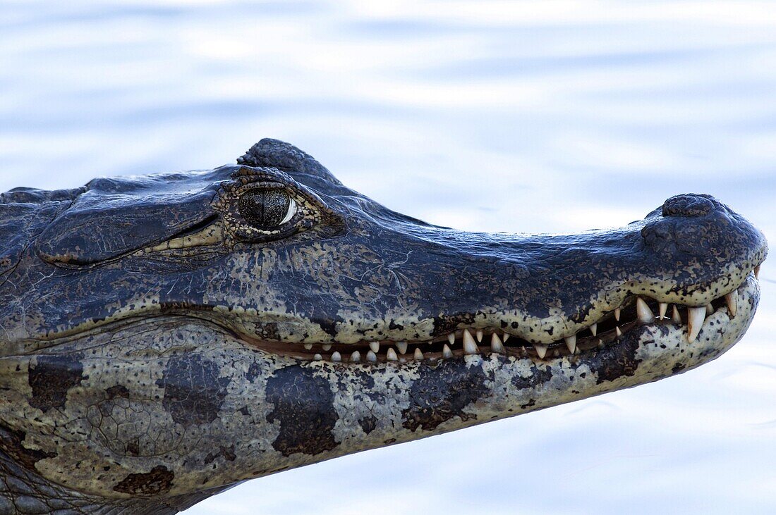 Spectacled Caiman (Caiman crocodilus), Porto Jofre, Brazil
