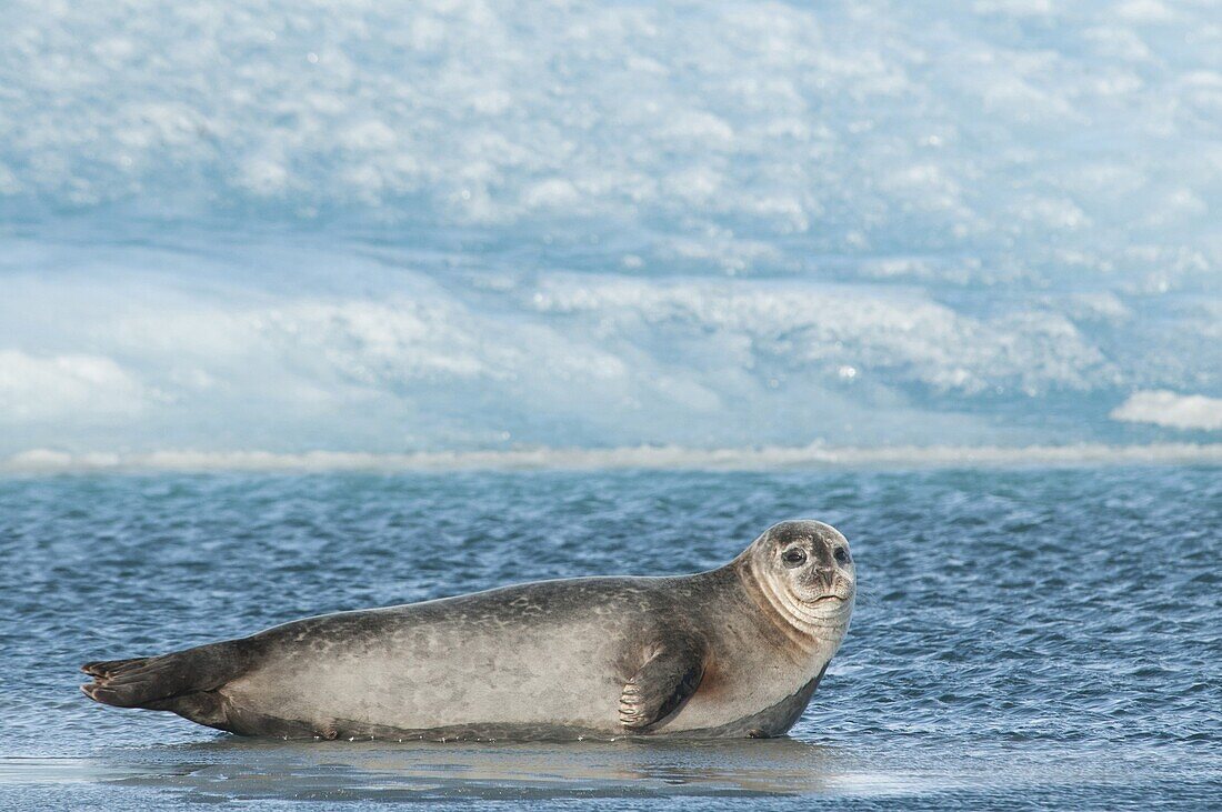 Common Seal (Phoca vitulina) lying in shallow water at edge of ice sheet, Jokulsarlon, Iceland