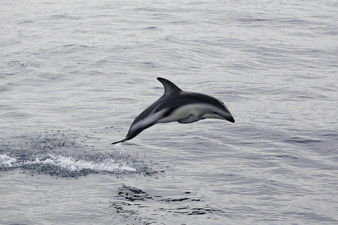 Dusky Dolphin (Lagenorhynchus obscurus) jumping, Kaikoura, New Zealand