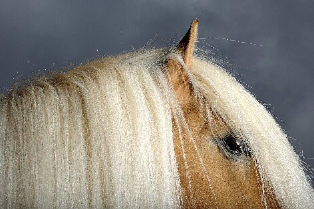 Haflinger (Equus caballus) horse with blond mane, Rosshaupten, Bavaria, Germany