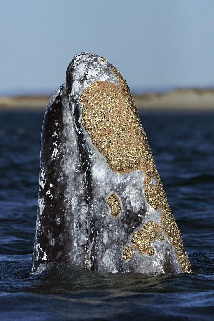 Gray Whale (Eschrichtius robustus) spyhopping, San Ignacio Lagoon, Baja California, Mexico