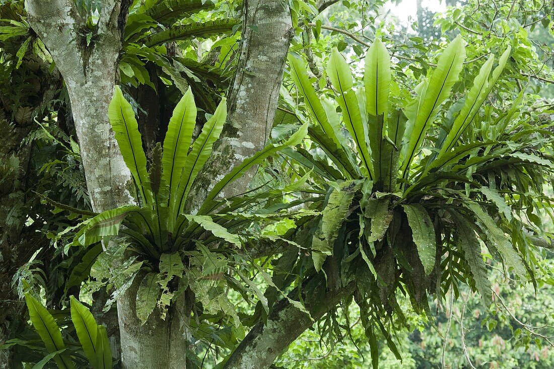 Bird's Nest Fern (Asplenium nidus) pair in tree, Tawau Hills Park, Sabah, Borneo, Malaysia