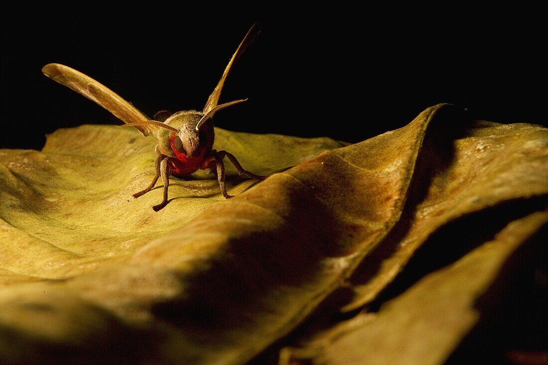 Hawk Moth (Daphnusa ocellaris) flapping wings, Tawau Hills Park, Sabah, Borneo, Malaysia