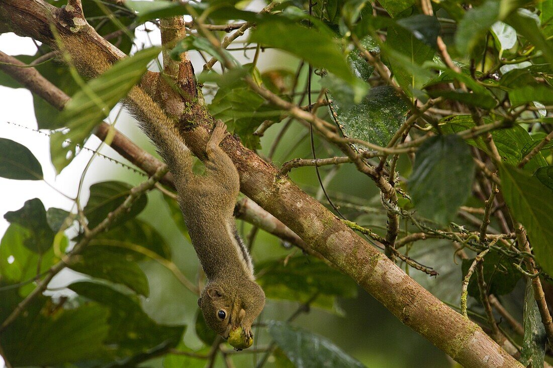 Plantain Squirrel (Callosciurus notatus) feeding on fruit, Tawau Hills Park, Sabah, Borneo, Malaysia