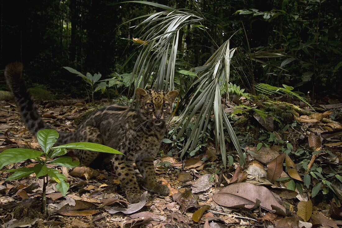 Marbled Cat (Pardofelis marmorata) in lowland rainforest, Tawau Hills Park, Sabah, Borneo, Malaysia