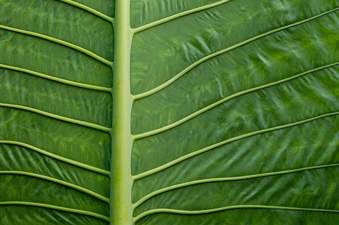 Elephant Ear Taro (Alocasia macrorrhizos) leaf ribs, Tawau Hills Park, Sabah, Borneo, Malaysia