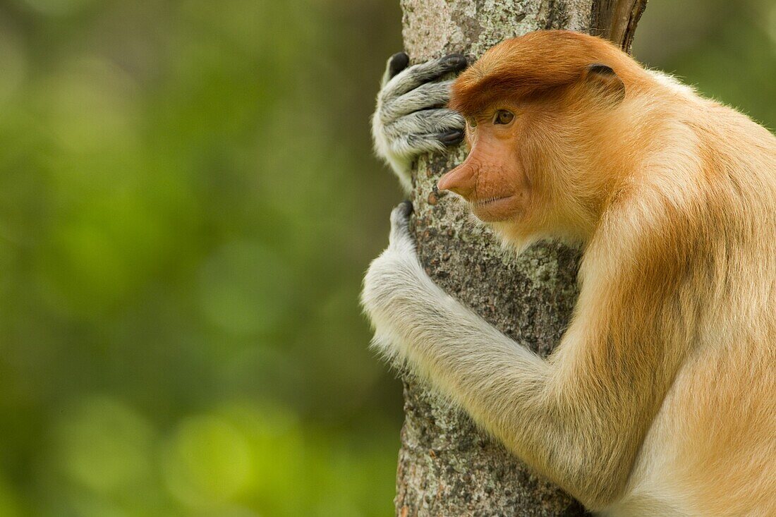 Proboscis Monkey (Nasalis larvatus) female in tree, Sabah, Borneo, Malaysia